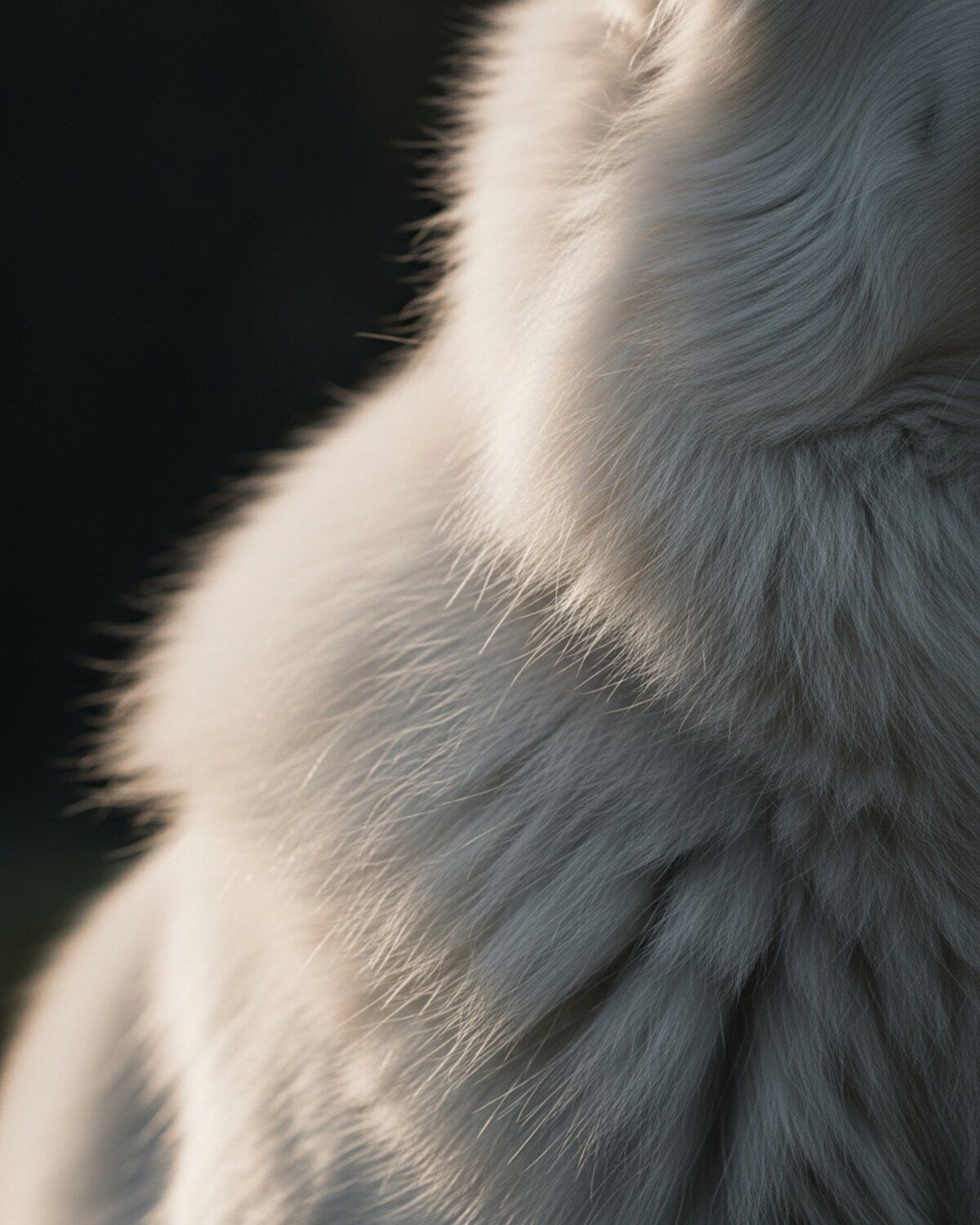 Détail en gros plan du poil blanc et de l'oreille d'un berger blanc suisse en contre-jour