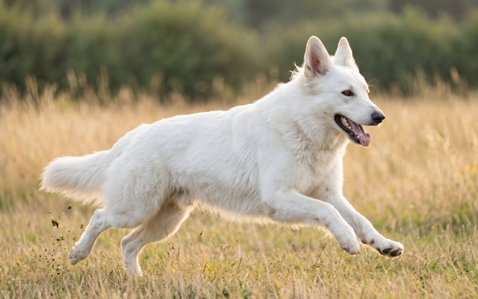 Saga en pleine course dans la prairie, poil blanc soulevé, fin de journée